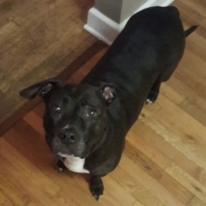 Meet your Posher, Benjamin